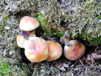 Directly above shot of apple on tree
