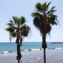 Tree on beach against clear sky