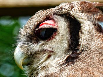 Close-up of owl