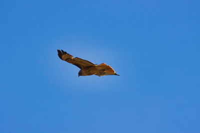 Low angle view of bird flying against clear blue sky