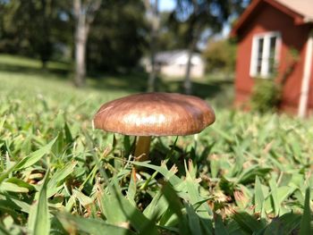 Close-up of mushroom in grass