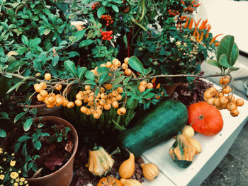 High angle view of fruits in pot