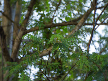 Low angle view of pine tree in forest