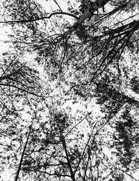 Low angle view of trees against sky