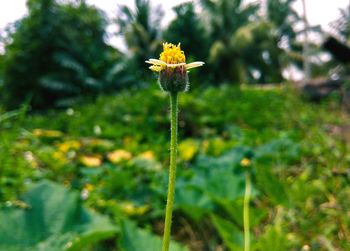 Close-up of yellow flower blooming outdoors