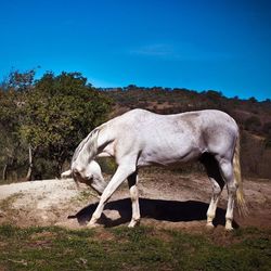 Horse standing in a field