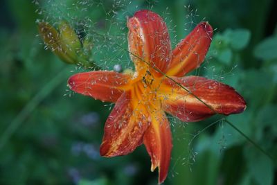 Close-up of wet flower on plant