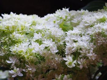 Close-up of white flowering plants