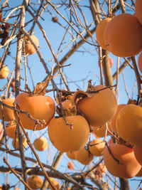 Low angle view of fruits hanging on tree