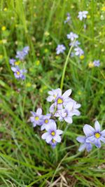 Close-up of purple flowers blooming in field