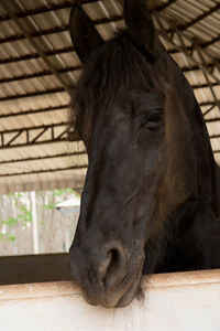 Close-up of horse in stable