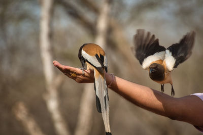 Close-up of hand holding bird