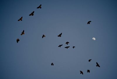 Low angle view of birds flying in sky