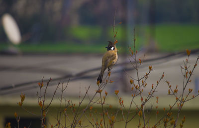 Bird perching on plant