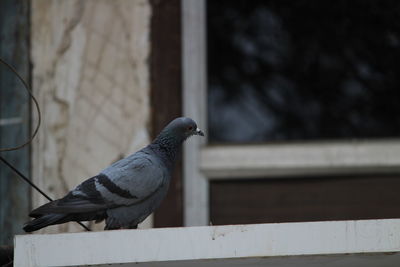 Close-up of bird perching on retaining wall