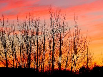 Silhouette of trees at sunset