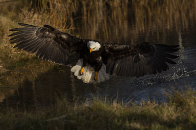 A trained bald eagle in flight, haliaeetus leucocephalus.