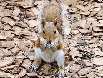 Squirrel holding food on wooden shavings