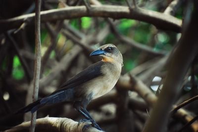 Close-up of bird perching on branch