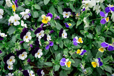 High angle view of purple flowering plants