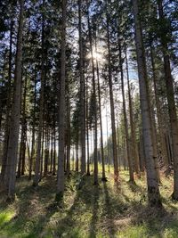 Trees in forest