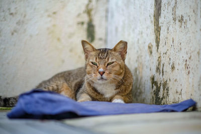 Portrait of cat relaxing by wall