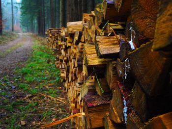 Stack of logs in forest