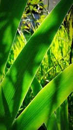 Close-up of green leaves