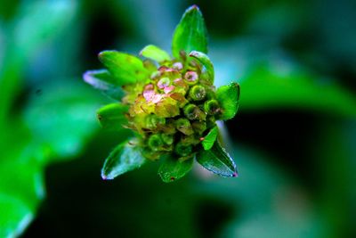 Close-up of flowers