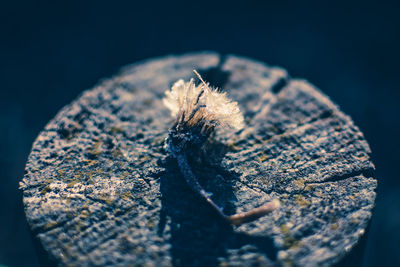 Close-up of leaf against black background