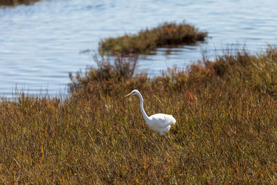 Gray heron on grass by lake