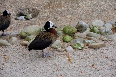 High angle view of mallard duck