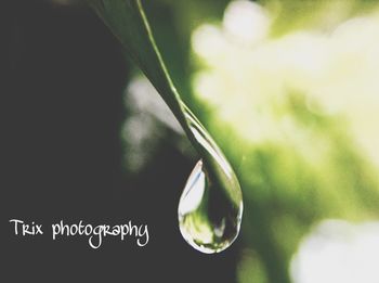 Close-up of plant against blurred background