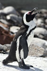 Close-up of penguin