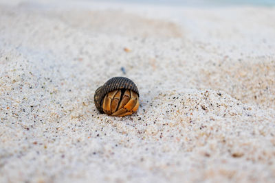Close-up of seashell on sand at beach