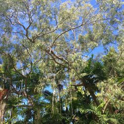 Low angle view of trees