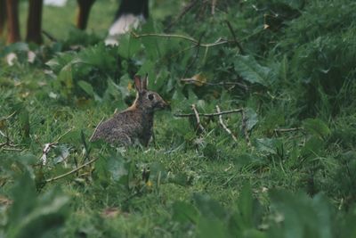 Close-up of squirrel on field