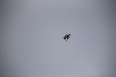 Low angle view of bird flying against clear sky