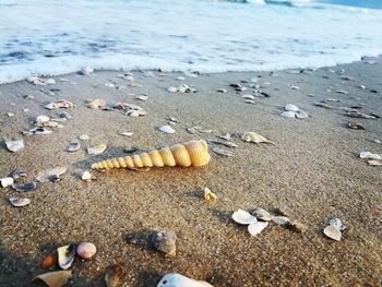 High angle view of shells on beach