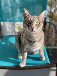 Close-up portrait of tabby cat