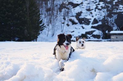 Dog standing on snow covered field