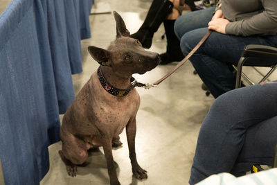 Close up of a dog on a leash sitting on the floor looking at something with interest