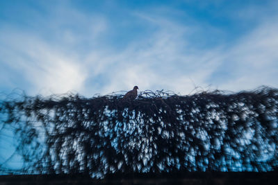 Low angle view of bird perching on tree against sky