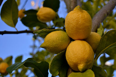 Bunch of ripe lemons on a lemon tree reading for picking