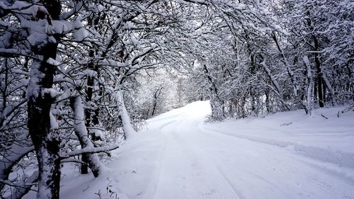 Snow covered road amidst trees against sky