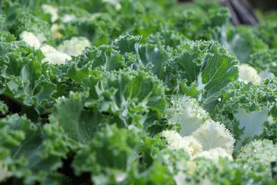 Close-up of fresh green plants