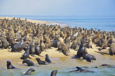 Flock of seals on beach against clear sky