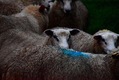 Close-up of sheep