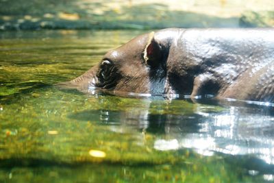 View of turtle drinking water in lake
