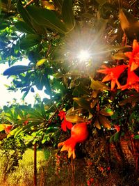 Low angle view of sunlight streaming through tree